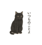 しれっというねこ（個別スタンプ：8）