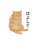 しれっというねこ（個別スタンプ：11）