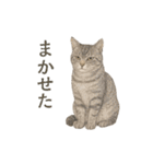 しれっというねこ（個別スタンプ：13）