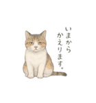 しれっというねこ（個別スタンプ：20）