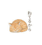 しれっというねこ（個別スタンプ：24）
