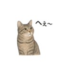 しれっというねこ（個別スタンプ：30）