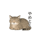 しれっというねこ（個別スタンプ：31）