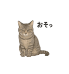 しれっというねこ（個別スタンプ：34）