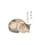 しれっというねこ（個別スタンプ：36）