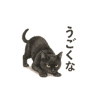 しれっというねこ（個別スタンプ：37）