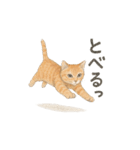 しれっというねこ（個別スタンプ：38）