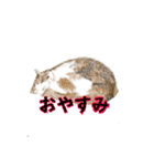 アクションk-gigi3（個別スタンプ：5）