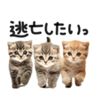 やる気ゼロ♡にゃんこ（個別スタンプ：6）