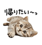 やる気ゼロ♡にゃんこ（個別スタンプ：14）