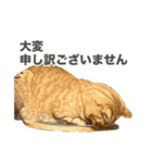 ねこねこ、いぬ 〜写真編〜（個別スタンプ：8）