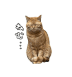 ねこねこ、いぬ 〜写真編〜（個別スタンプ：10）