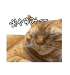 ねこねこ、いぬ 〜写真編〜（個別スタンプ：11）