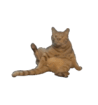 ねこねこ、いぬ 〜写真編〜（個別スタンプ：16）