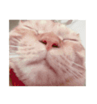 ねこねこ、いぬ 〜写真編〜（個別スタンプ：17）