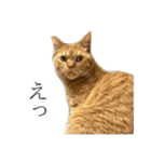 ねこねこ、いぬ 〜写真編〜（個別スタンプ：18）