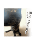 ねこねこ、いぬ 〜写真編〜（個別スタンプ：23）