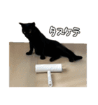 ねこねこ、いぬ 〜写真編〜（個別スタンプ：26）
