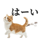 うんこ猫（個別スタンプ：2）