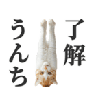 うんこ猫（個別スタンプ：5）
