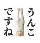 うんこ猫（個別スタンプ：6）