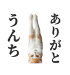 うんこ猫（個別スタンプ：7）