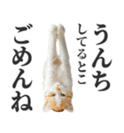 うんこ猫（個別スタンプ：8）