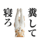 うんこ猫（個別スタンプ：11）