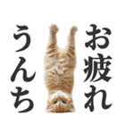 うんこ猫（個別スタンプ：12）