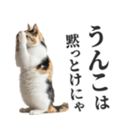 うんこ猫（個別スタンプ：13）