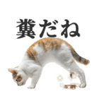 うんこ猫（個別スタンプ：14）