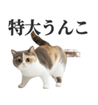 うんこ猫（個別スタンプ：16）