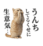 うんこ猫（個別スタンプ：17）