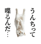 うんこ猫（個別スタンプ：18）
