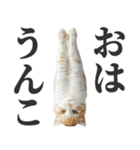 うんこ猫（個別スタンプ：19）