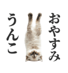 うんこ猫（個別スタンプ：20）
