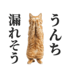 うんこ猫（個別スタンプ：21）