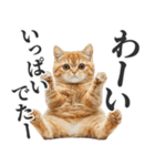 うんこ猫（個別スタンプ：22）