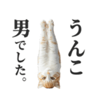 うんこ猫（個別スタンプ：23）