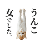 うんこ猫（個別スタンプ：24）
