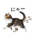 うんこ猫（個別スタンプ：25）