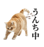 うんこ猫（個別スタンプ：26）