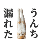 うんこ猫（個別スタンプ：28）