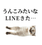 うんこ猫（個別スタンプ：29）