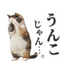 うんこ猫（個別スタンプ：30）