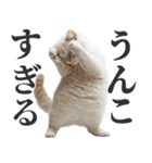 うんこ猫（個別スタンプ：31）