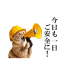 動く！リアル猫の現場仕事（個別スタンプ：12）