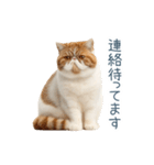 敬語のエキゾチックショートヘア（個別スタンプ：2）