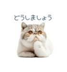 敬語のエキゾチックショートヘア（個別スタンプ：6）
