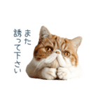 敬語のエキゾチックショートヘア（個別スタンプ：7）